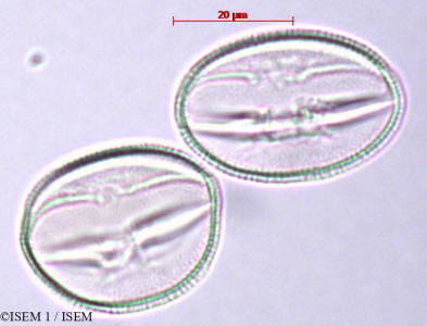 Scrophularia peregrina - lame n° 27896